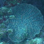 Lower Grand Lagoon: Panama City Beach Guided Snorkeling Tour - What You Can Expect During the Snorkel
