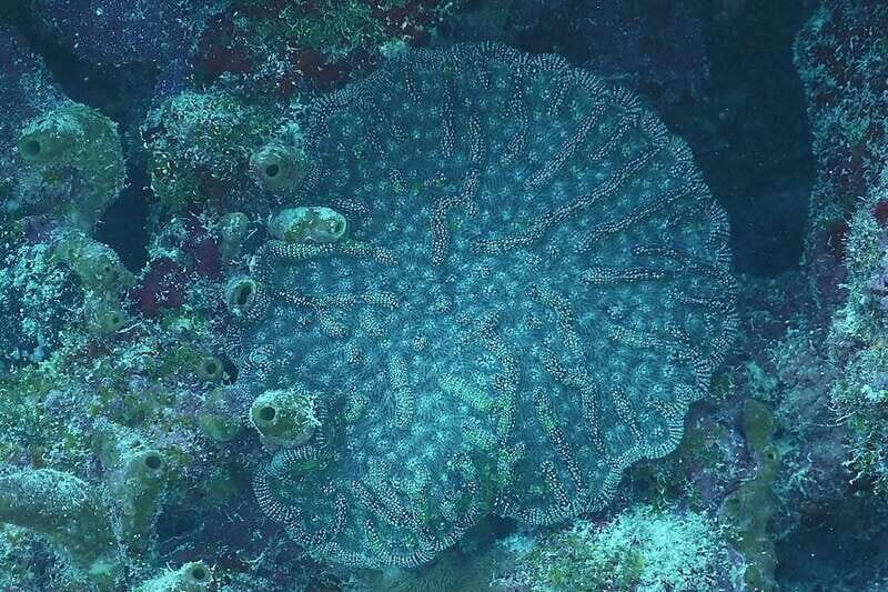 Lower Grand Lagoon: Panama City Beach Guided Snorkeling Tour - What You Can Expect During the Snorkel