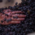 Lucca - Wine tasting at Tenuta Mareli - An In-Depth Review of the Lucca Wine Tasting Experience