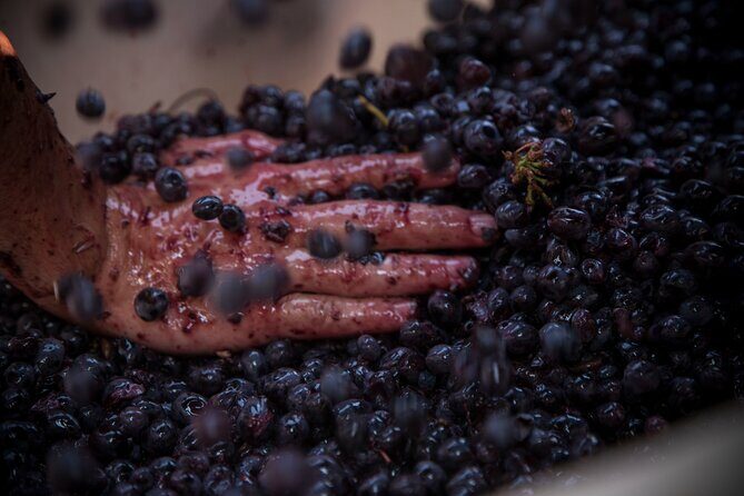 Lucca - Wine tasting at Tenuta Mareli - An In-Depth Review of the Lucca Wine Tasting Experience