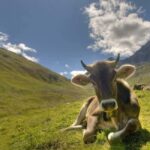 Lucerne: Private day Trip to St. Moritz - A Closer Look at the Journey