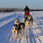 Luleå: Drive your own Husky team, 10km - Who Should Consider This Experience?