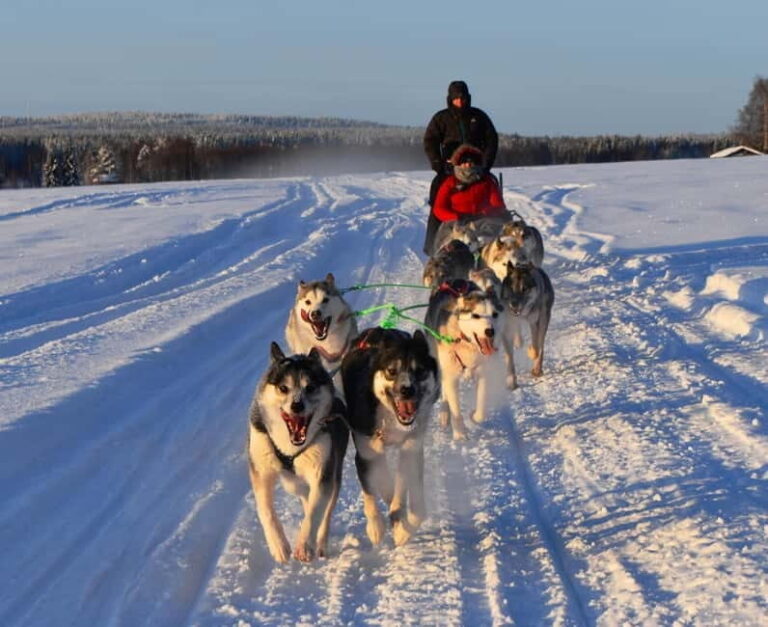 Luleå: Drive your own Husky team, 10km - Who Should Consider This Experience?