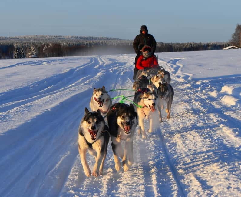 Luleå: Drive your own Husky team, 10km - Who Should Consider This Experience?