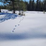 Lulea: Nordic Skills and Bivouac Building with Lunch - Exploring and Respecting Nature