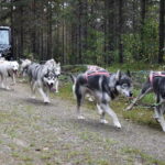 Luleå: Training Husky Team - FAQ
