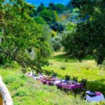 Lunch in the Olive Grove - A Closer Look at the Olive Grove Lunch Experience