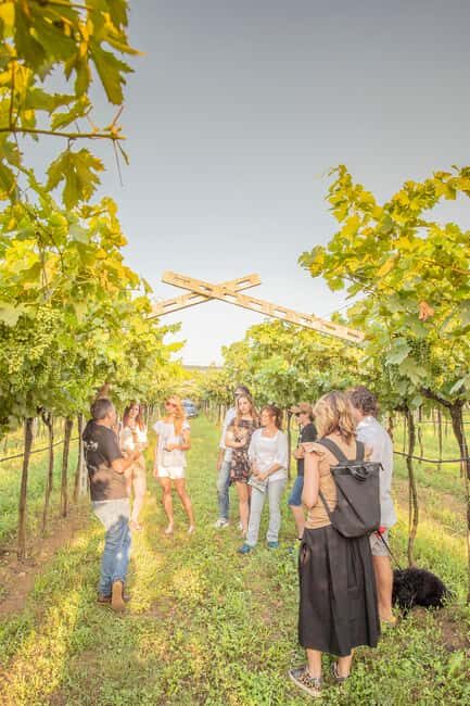 LUNCH IN VERONA: LIGHT LUNCH AMONG THE VINEYARDS AND IN THE WINERY - Why This Tour Offers Great Value
