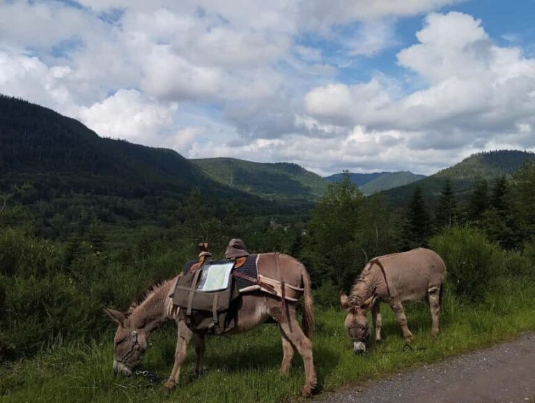 Luvigny: An unusual forest escape with a donkey - Why This Tour Offers Genuine Value