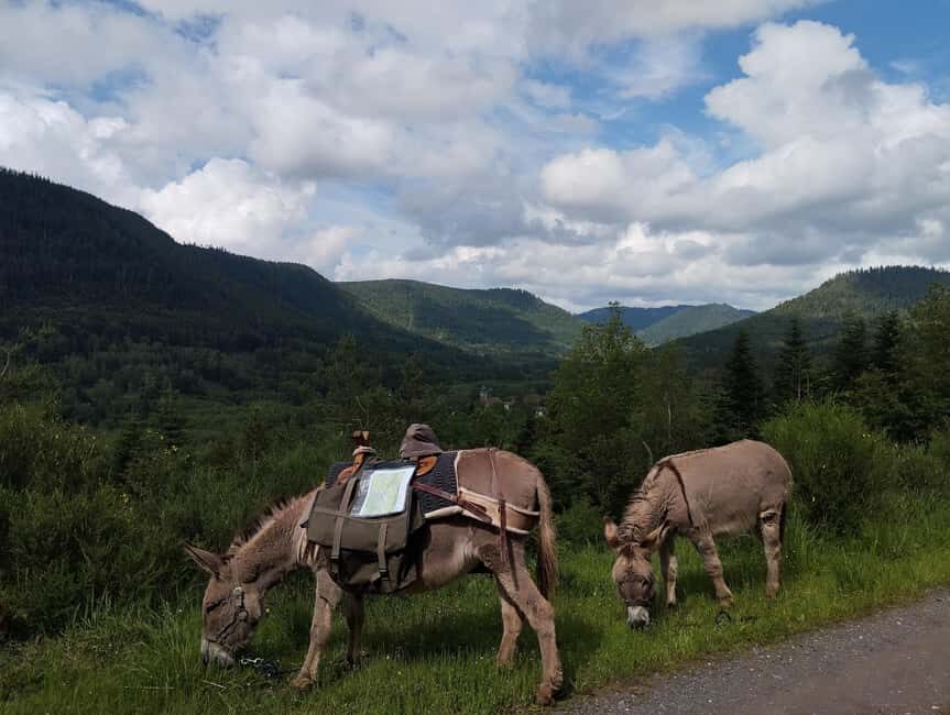 Luvigny: An unusual forest escape with a donkey - Why This Tour Offers Genuine Value