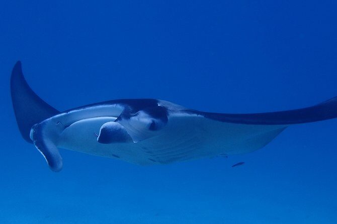 Luxury Full Day Snorkeling - Exploring the Details of the Bora Bora Snorkeling Tour