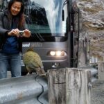 Luxury Milford Sound Coach and Scenic Cruise - The Experience in Detail