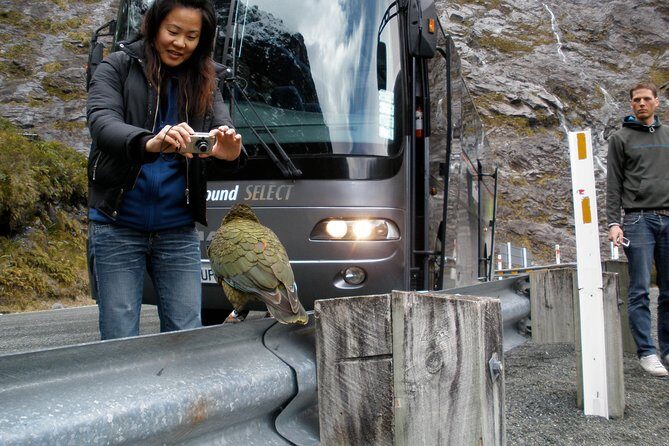 Luxury Milford Sound Coach and Scenic Cruise - The Experience in Detail