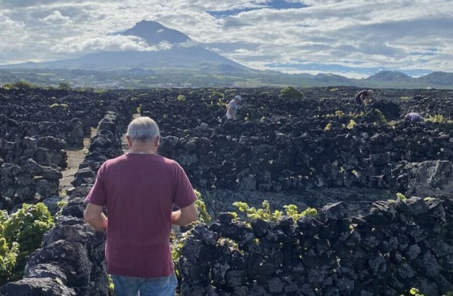 Luxury Wine Tasting at the Czar Pico Winery - The Itinerary