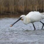Lymington Wildlife Discovery Walk - Final Thoughts: Is It Worth It?