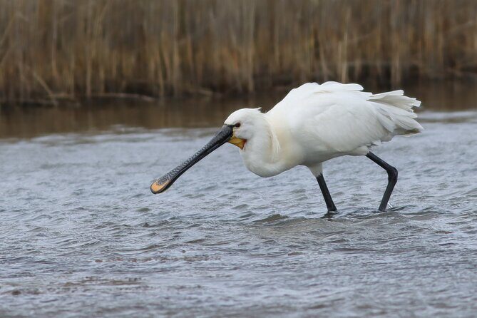 Lymington Wildlife Discovery Walk - Final Thoughts: Is It Worth It?