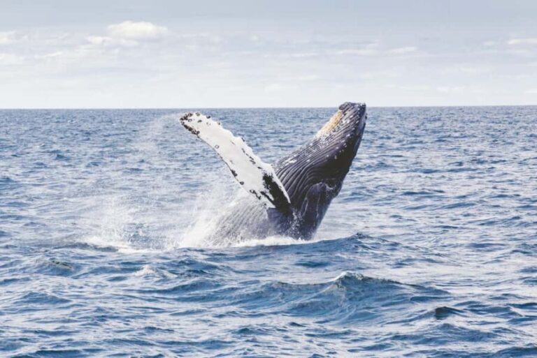 Lyngen: Whale Watching VIP Boat Tour with Lunch - The Sum Up