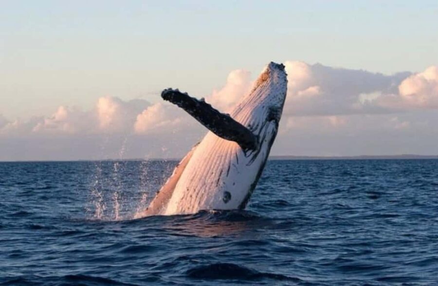 Lyttelton Port: Day Tour 3 options for Cruise Passengers - An In-Depth Look at the Lyttelton Port Day Tours