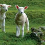 Lyttelton Shore Excursion: Arthur's Pass Day Tour - Frequently Asked Questions
