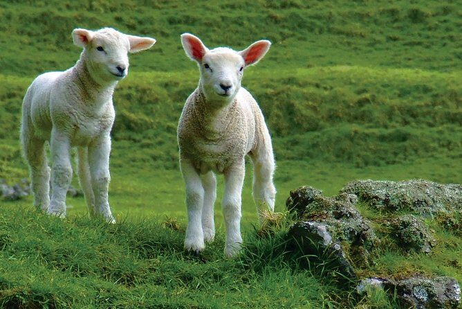Lyttelton Shore Excursion: Arthur's Pass Day Tour - Frequently Asked Questions