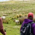 Lyttelton: Shore Excursion, Godley Head, Guided Walk - What’s Included and What to Expect