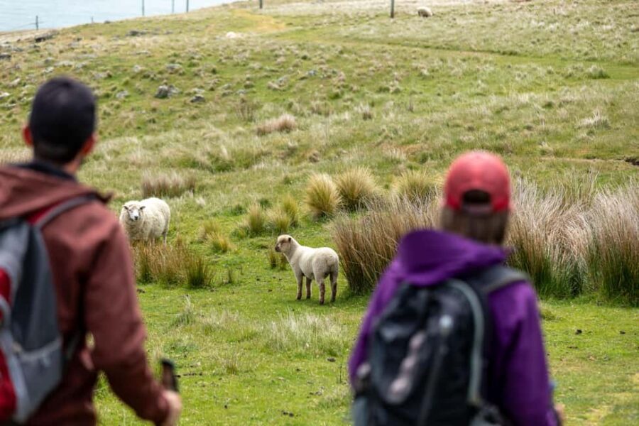 Lyttelton: Shore Excursion, Godley Head, Guided Walk - What’s Included and What to Expect