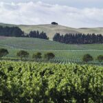 Lyttelton Shore Excursion - Waipara Wine Tour With Lunch - Final Thoughts