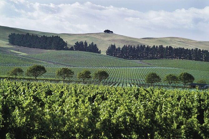 Lyttelton Shore Excursion - Waipara Wine Tour With Lunch - Final Thoughts