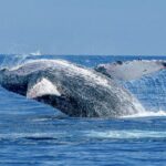 Ma'alaea Harbor: Whale Watching Tour Aboard Power Catamaran - An In-Depth Look at the Maalaea Whale Watching Experience