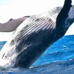 Maalaea: Small Group 2-Hour Whale Watch Experience - In-Depth Review of the Maalaea Whale Watch Experience