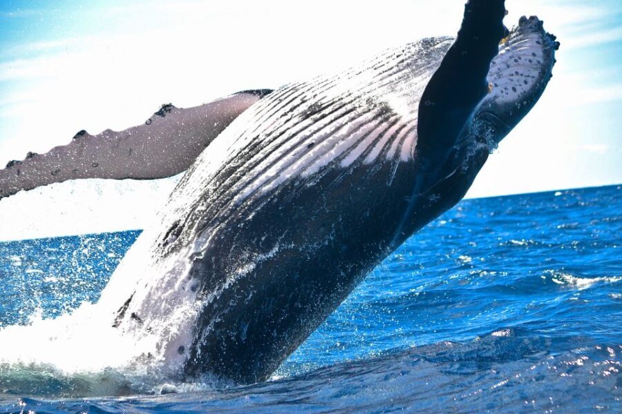 Maalaea: Small Group 2-Hour Whale Watch Experience - In-Depth Review of the Maalaea Whale Watch Experience