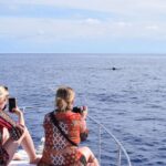 Madeira: 2.5-Hour Whale and Dolphin-Watching Cruise - The Sum Up
