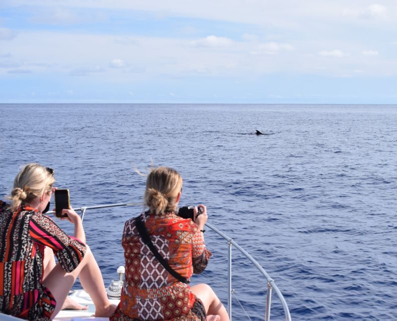 Madeira: 2.5-Hour Whale and Dolphin-Watching Cruise - The Sum Up