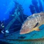 Madeira: 4-hour Scuba Dive from Porto Santo Island - The Underwater World You’ll Encounter