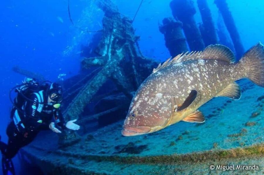 Madeira: 4-hour Scuba Dive from Porto Santo Island - The Underwater World You’ll Encounter