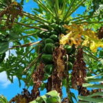 Madeira: Banana Plantation Guided Tour with Tasting - What We Appreciated Most