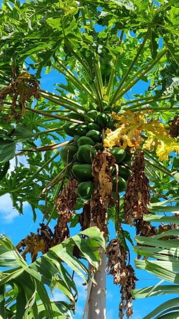 Madeira: Banana Plantation Guided Tour with Tasting - What We Appreciated Most