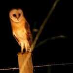Madeira: Barn Owl Watching - Discovering Madeira’s Nocturnal Wildlife: A Detailed Review