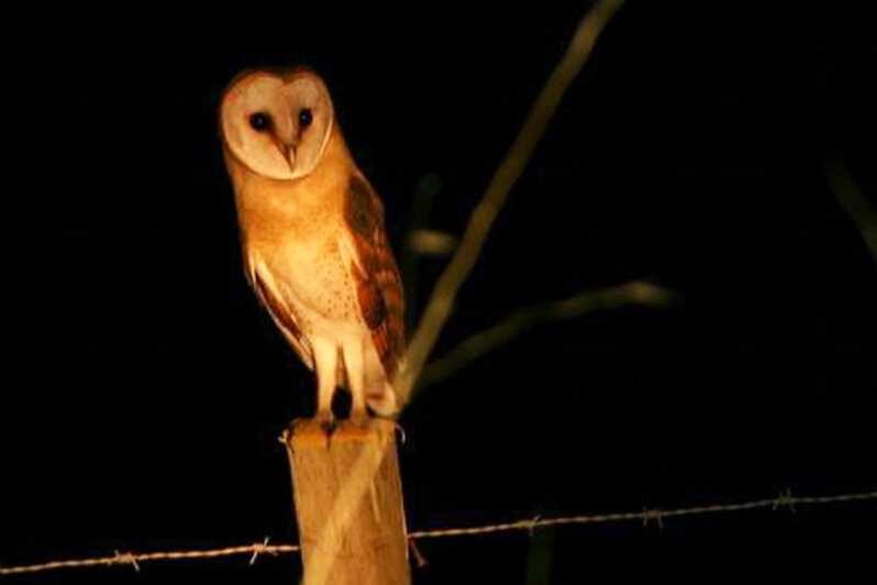 Madeira: Barn Owl Watching - Discovering Madeira’s Nocturnal Wildlife: A Detailed Review
