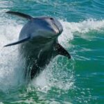 Madeira Beach: Egmont Key Snorkeling and Dolphin Cruise - Who Will Love This Tour?