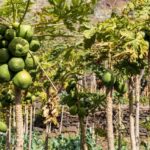 Madeira: Faja dos Padres Private Sightseeing Tour - Why This Tour Works Well