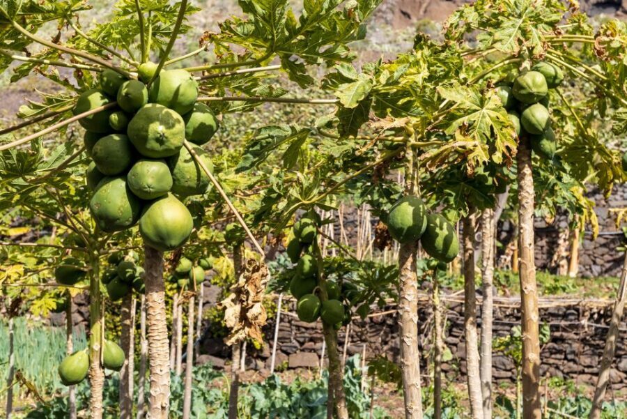 Madeira: Faja dos Padres Private Sightseeing Tour - Why This Tour Works Well