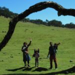 Madeira: Fanal Forest Guided Hiking Tour - The Sum Up
