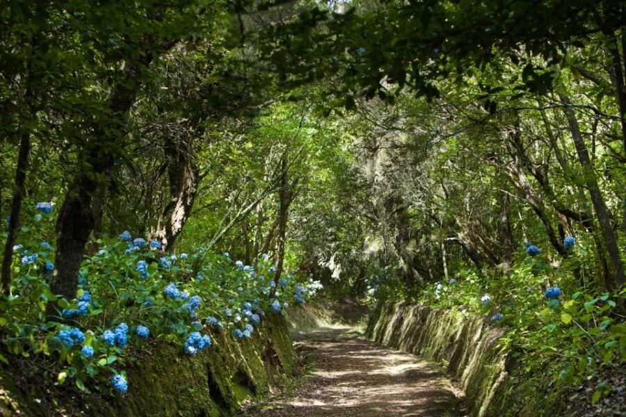 Madeira: Full-Day Laurel Forest Guided Walking Tour - Exploring the Itinerary in Detail