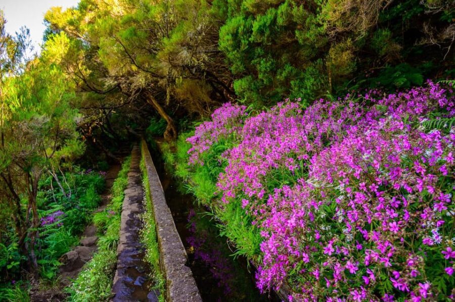 MADEIRA ISLAND WALK - 25 FOUNTAINS LEVADA - A Detailed Look at the Madeira 25 Fountains Levada Tour