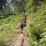 Madeira: Levada Referta  Castelejo Guided Walk - A Deep Dive into the Guided Walk