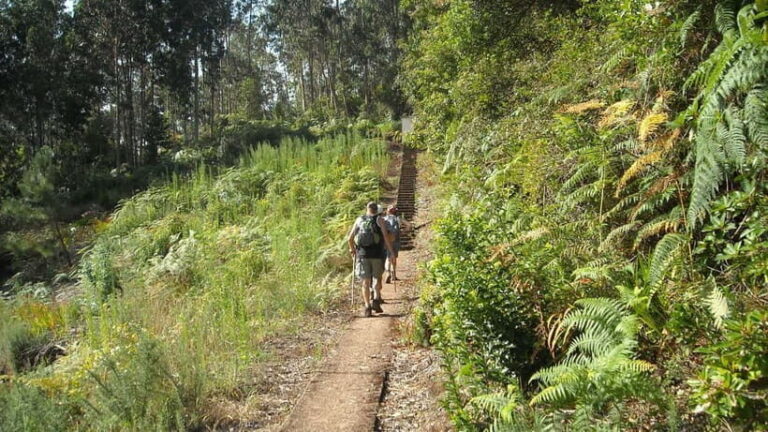 Madeira: Levada Referta  Castelejo Guided Walk - A Deep Dive into the Guided Walk