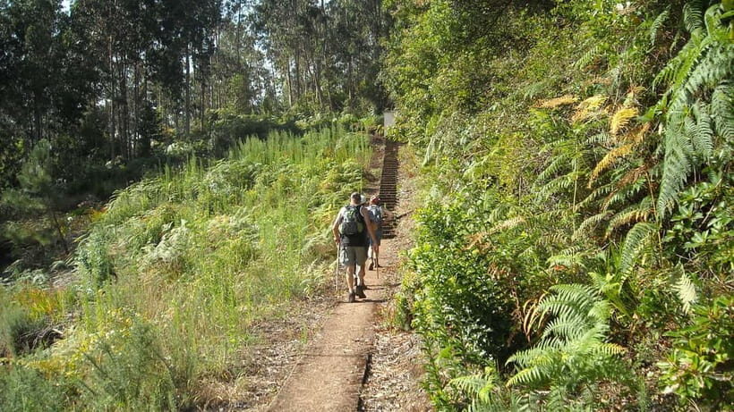 Madeira: Levada Referta  Castelejo Guided Walk - A Deep Dive into the Guided Walk