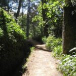Madeira: Paradise Valley Levada Walk - Exploring Madeira’s Paradise Valley Levada Walk