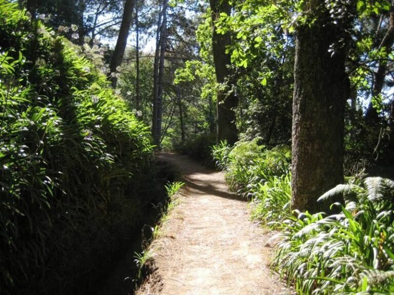 Madeira: Paradise Valley Levada Walk - Exploring Madeira’s Paradise Valley Levada Walk